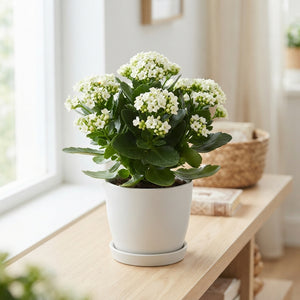 Ivory Waxflower Decorative Stems