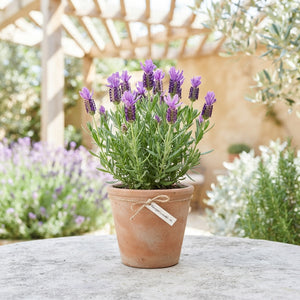 Lavender Wax Apple Decorative Plant