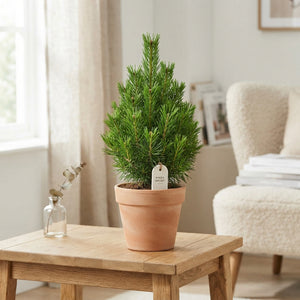 Green Pine Decoration – 20-Piece Set