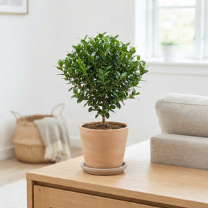 Wax Apple Olive Decorative Plant