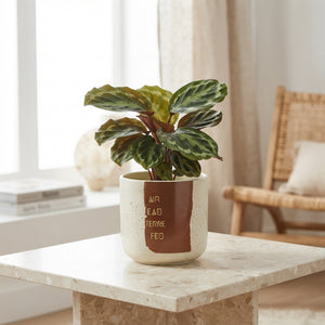 Ceramic Decorative Plant Pot – 14cm