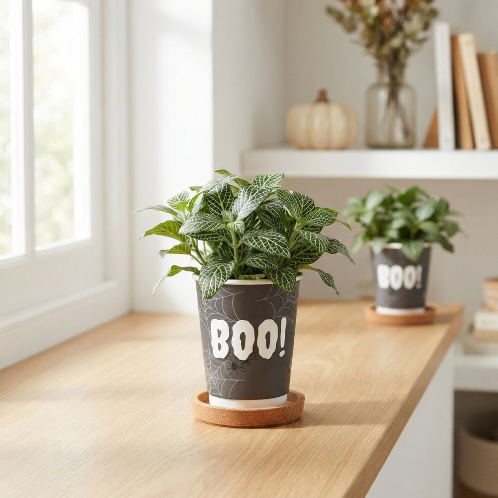 Halloween Mix Houseplant – 5.5cm Paper Pot