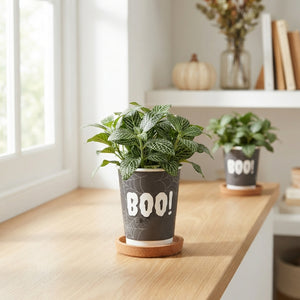 Halloween Mix Houseplant – 5.5cm Paper Pot