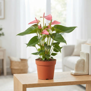 Anthurium 'Amalia Elegance' – 17cm Pot, 55cm High