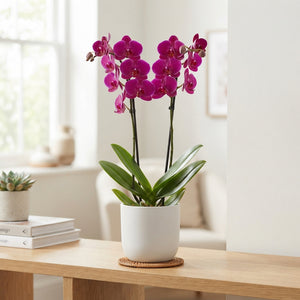 White Phalaenopsis Orchid – 2 Stem, 13cm Pot