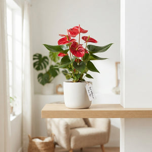 Pink Anthurium Houseplant – 9cm Pot