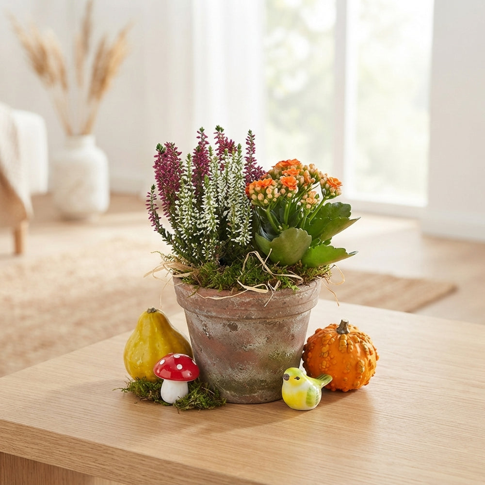 Mixed Colour Plant Arrangement with 2 Pots