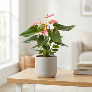 Pink Anthurium Houseplant – 9cm Pot