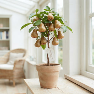 Natural Wax Apple Decorative Bunch