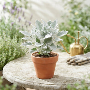 Senecio Silverdust – 9cm Pot
