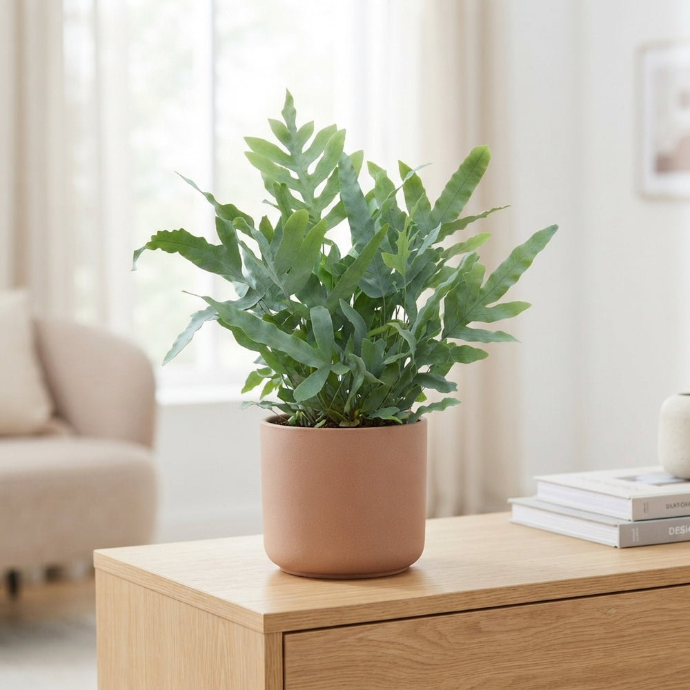 Blue Star Fern (Phlebodium) – 14cm Pot