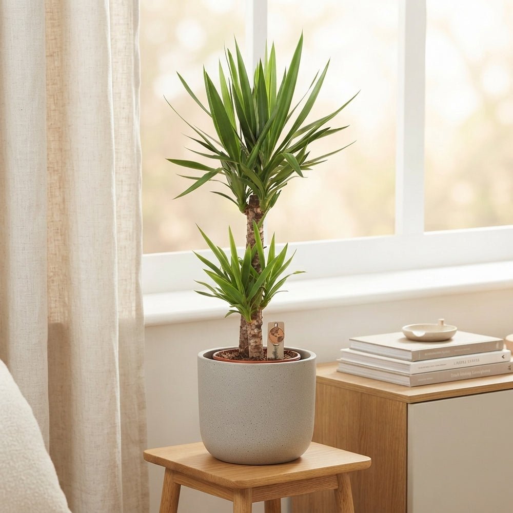 Yucca Houseplant – 24cm Pot, Approx. 145cm Tall