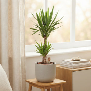 Yucca Houseplant – 24cm Pot, Approx. 145cm Tall