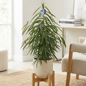 Ficus Bin Alii (Ficus binnendijkii) – 27cm Pot, 150cm
