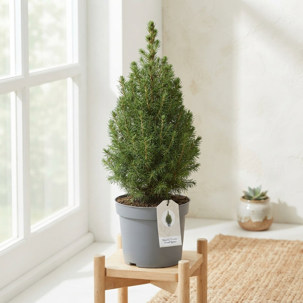 Dwarf Alberta Spruce (Picea glauca ‘Conica’) – 15cm Pot