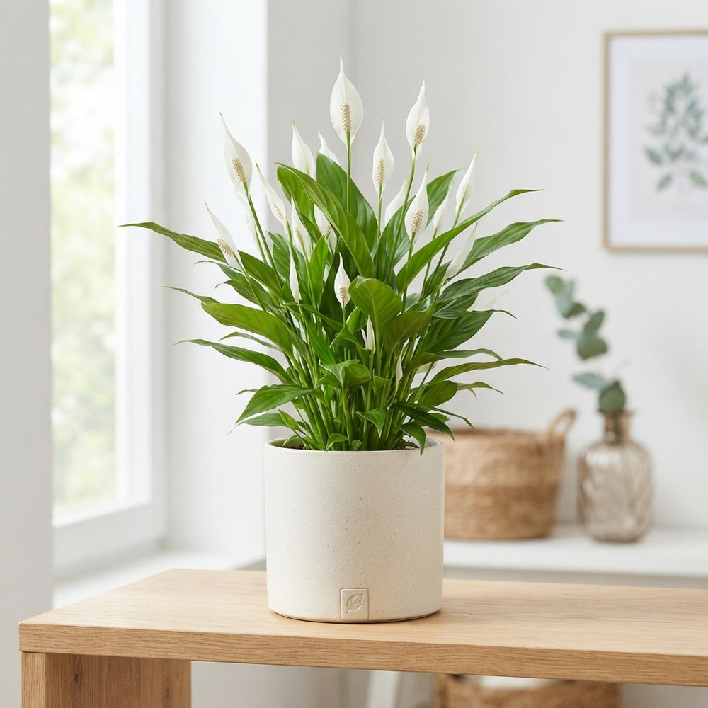 White Peace Lily ‘Bellini’ – 13cm Ceramic Pot