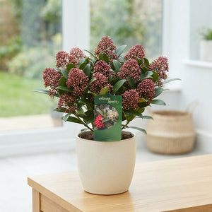 Skimmia japonica 'Delight' – 15cm Pot
