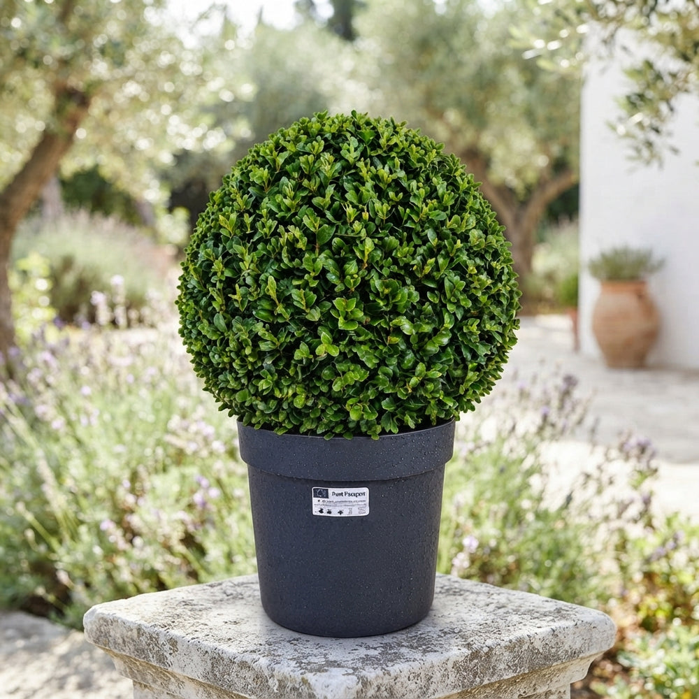 Buxus Sempervirens Ball-Shaped Topiary – 24cm Pot
