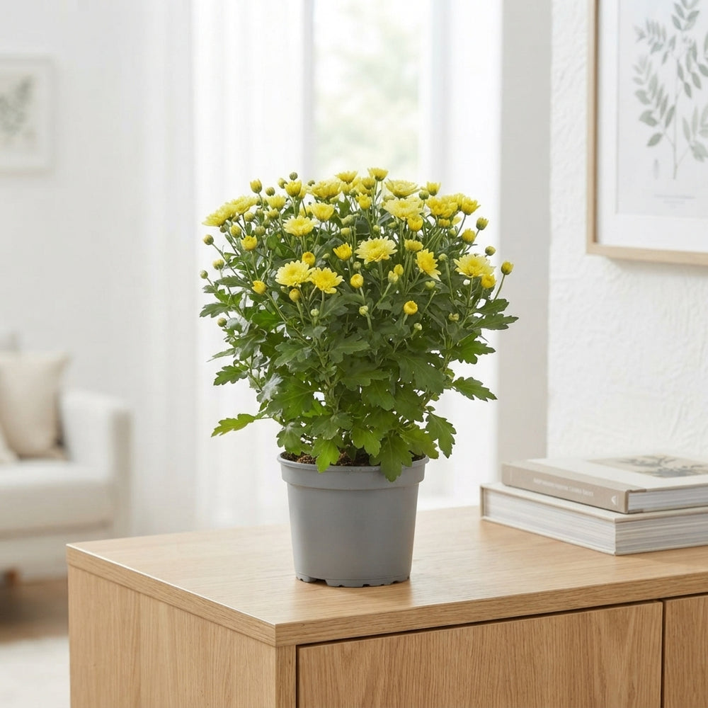 Garden Chrysanthemum (Chrysanthemum indicum) – 15cm Pot