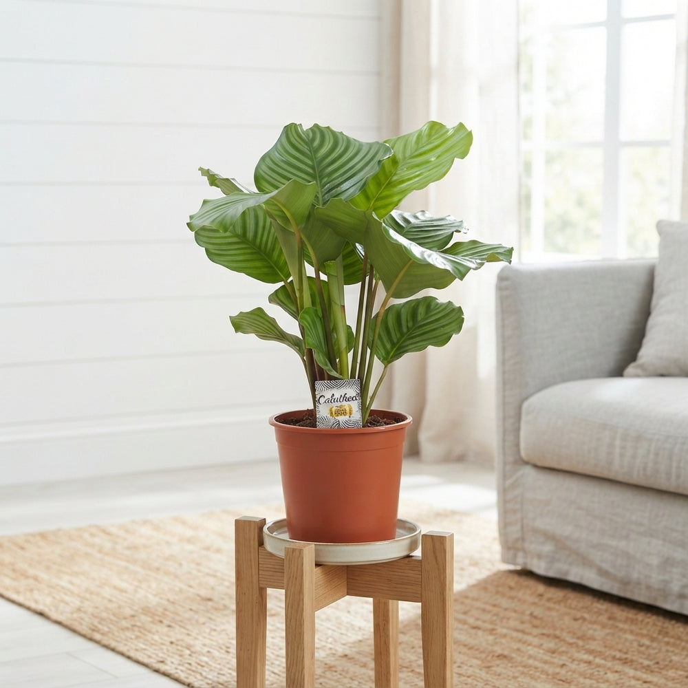 Mixed Calathea Houseplant – 19cm Pot, 80cm Tall