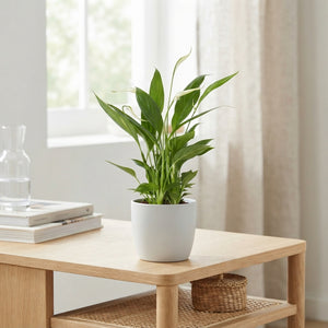 White Peace Lily (Spathiphyllum 'Alana') – 9cm Pot