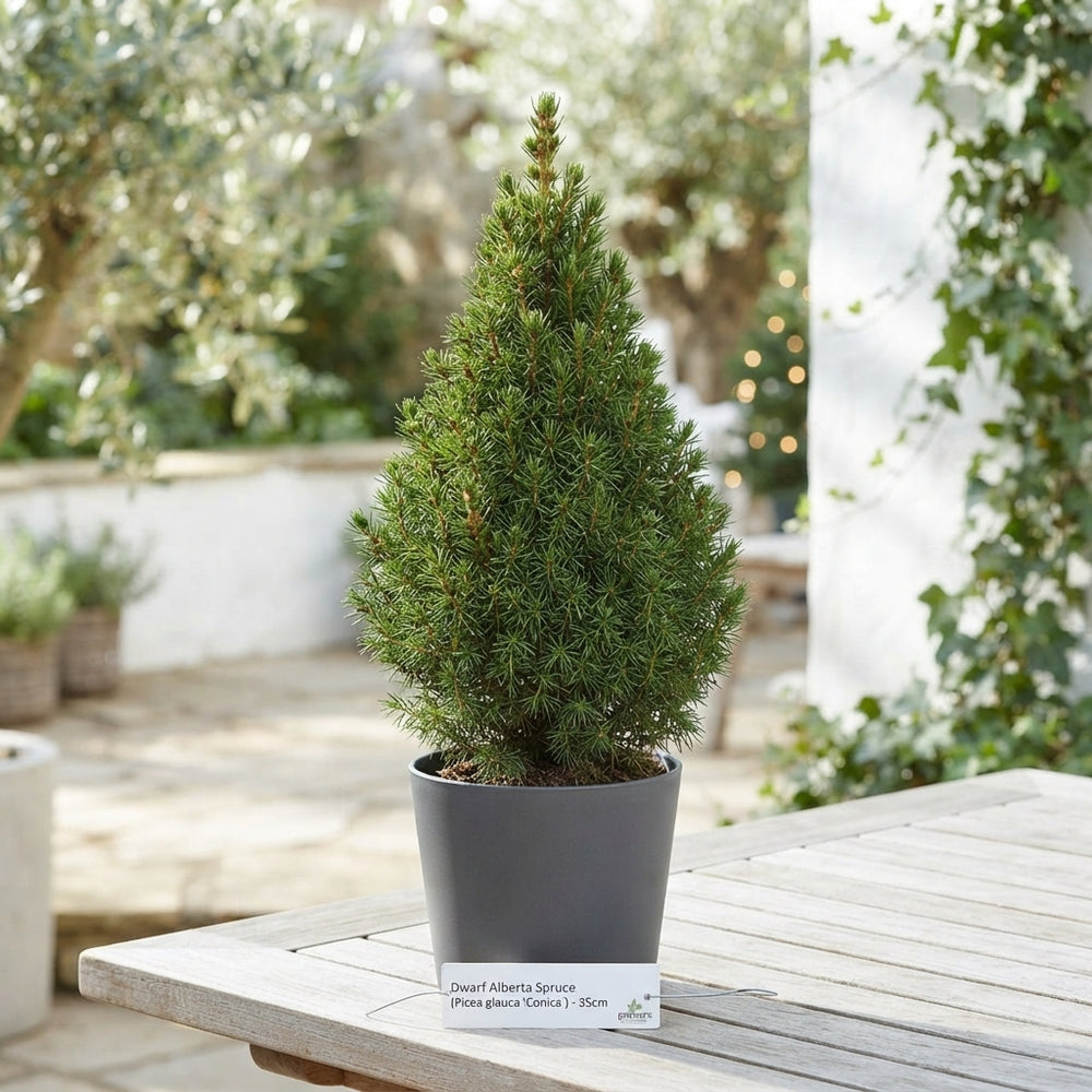 Dwarf Alberta Spruce (Picea glauca 'Conica') – 9cm Pot
