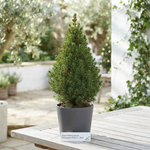 Dwarf Alberta Spruce (Picea glauca 'Conica') – 9cm Pot