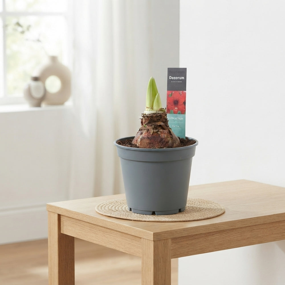 Royal Red Amaryllis (Hippeastrum) – 17cm Pot