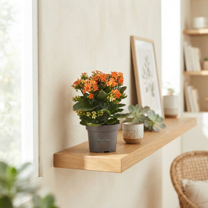 Kalanchoe Mixed Colour Collection – 10.5cm Pot