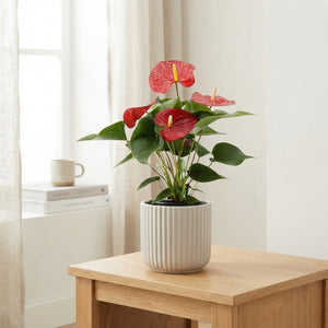 Anthurium Flowering Houseplant – 12cm Pot