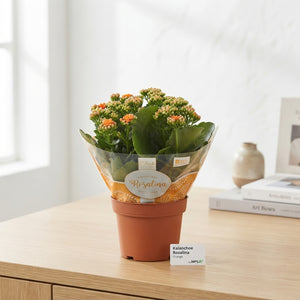 Orange Double Kalanchoe – 15cm Pot