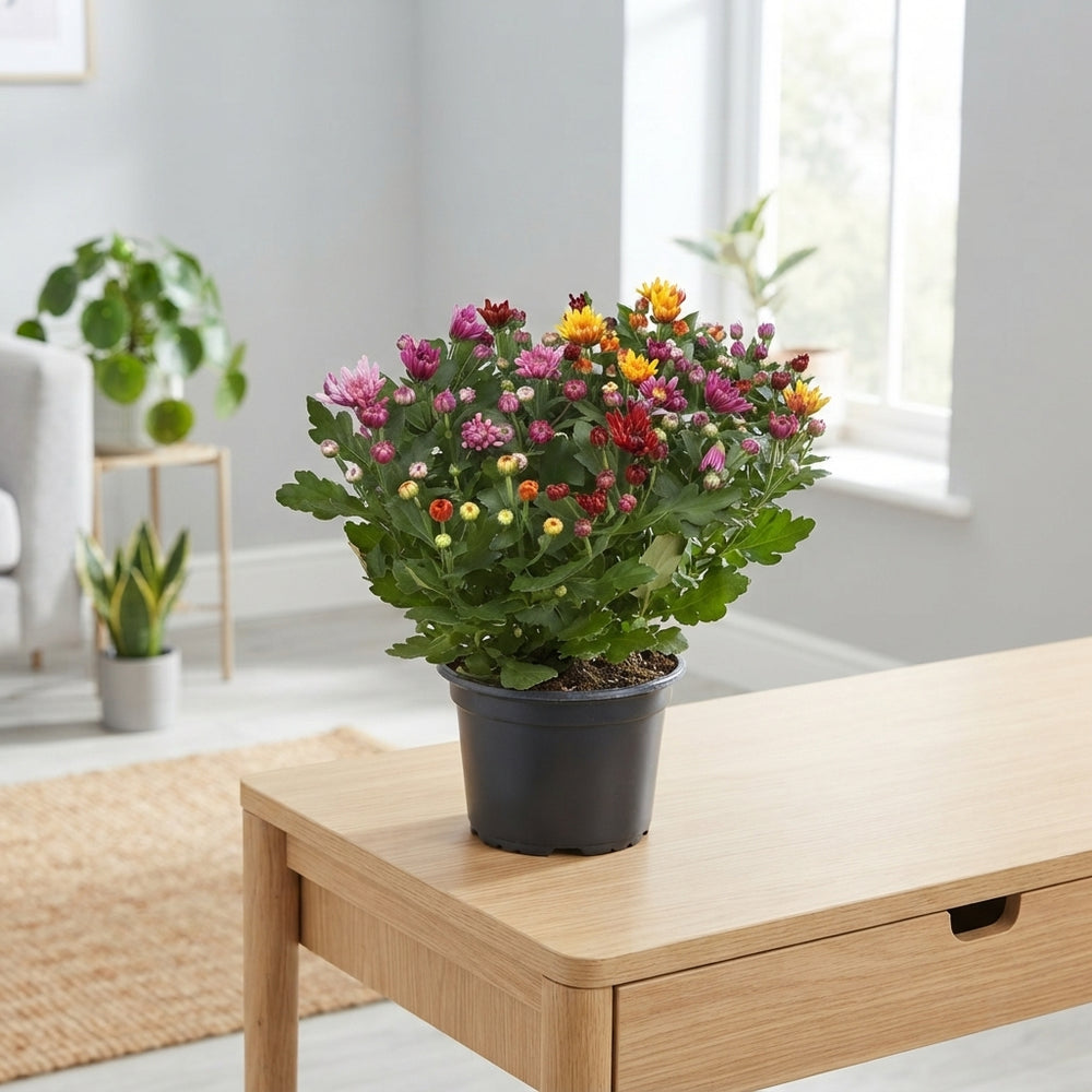 Golden Chrysanthemum (Chrysanthemum indicum) – 23cm Pot