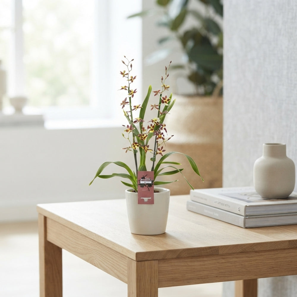 Mixed Cambria Orchid – 2 Stems, 12cm Pot