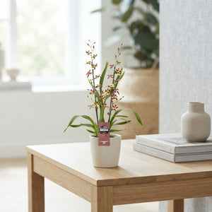 Mixed Cambria Orchid – 2 Stems, 12cm Pot
