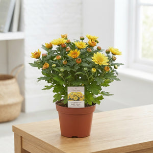 Yellow Chrysanthemum (Chrysanthemum indicum) – 14cm Pot