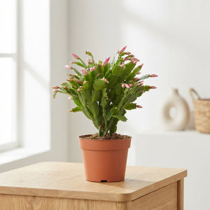 Red Christmas Cactus (Schlumbergera) – 17cm Pot