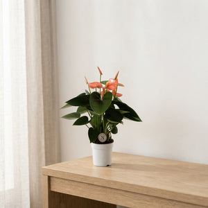 Peach and Pink Anthurium – 7cm Pot