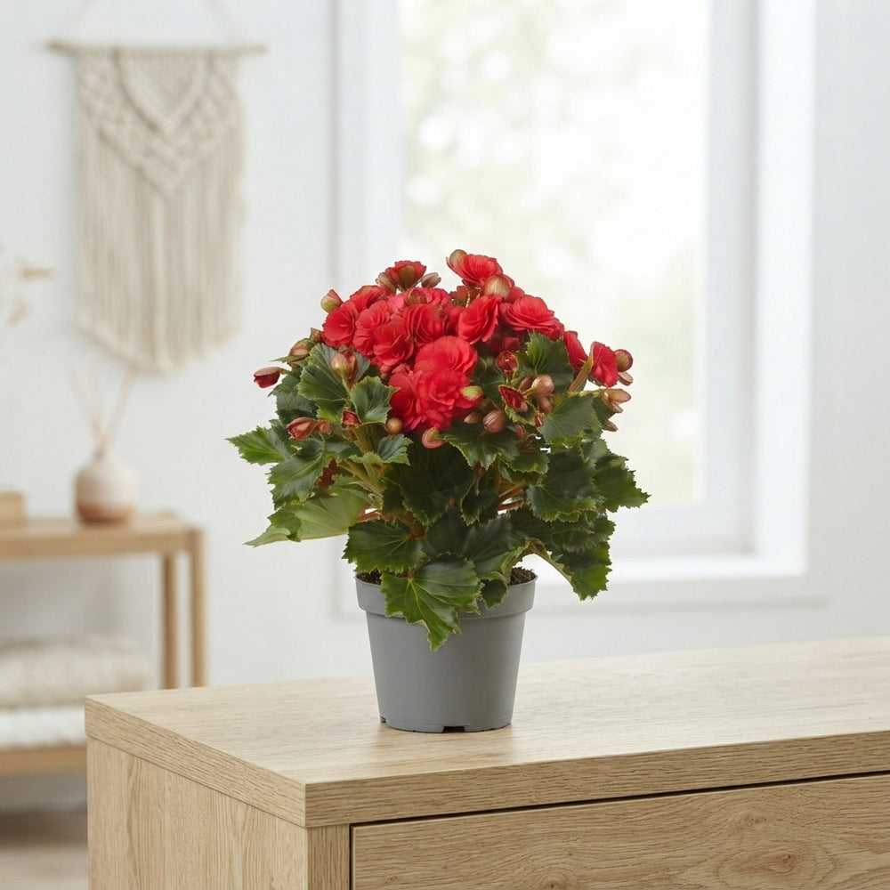 Double-Flowered Begonia (Begonia Elatior Group) – 14cm Pot
