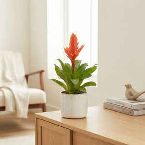 Orange Vriesea ‘Sparkle’ – 10.5cm Pot