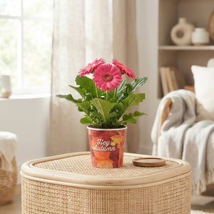 Mixed Gerbera Flowering Houseplant – 9cm Pot