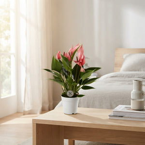 Anthurium Lily – 7cm Pot, Approx. 25cm High