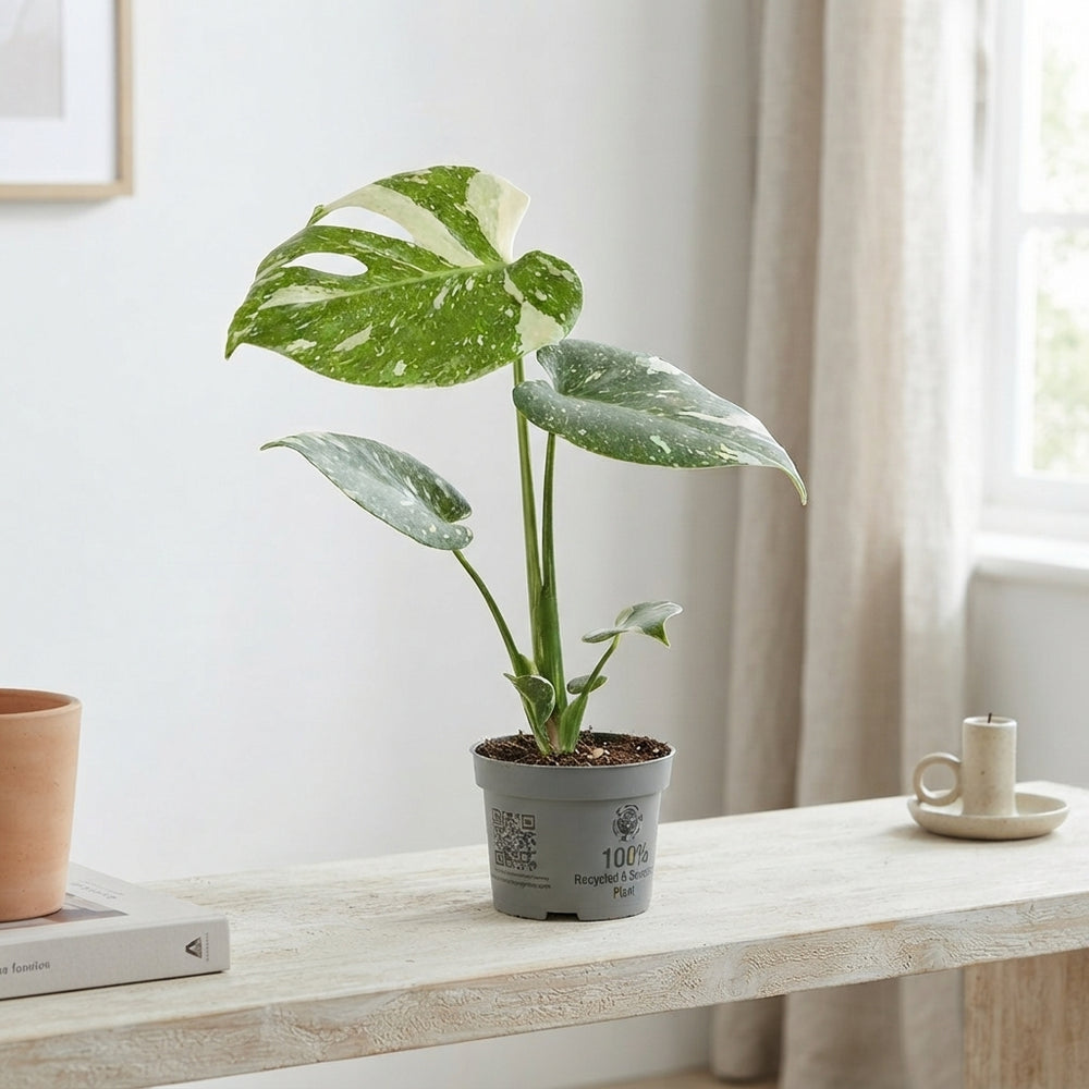 Monstera deliciosa ‘Tellation’ – 10cm Pot
