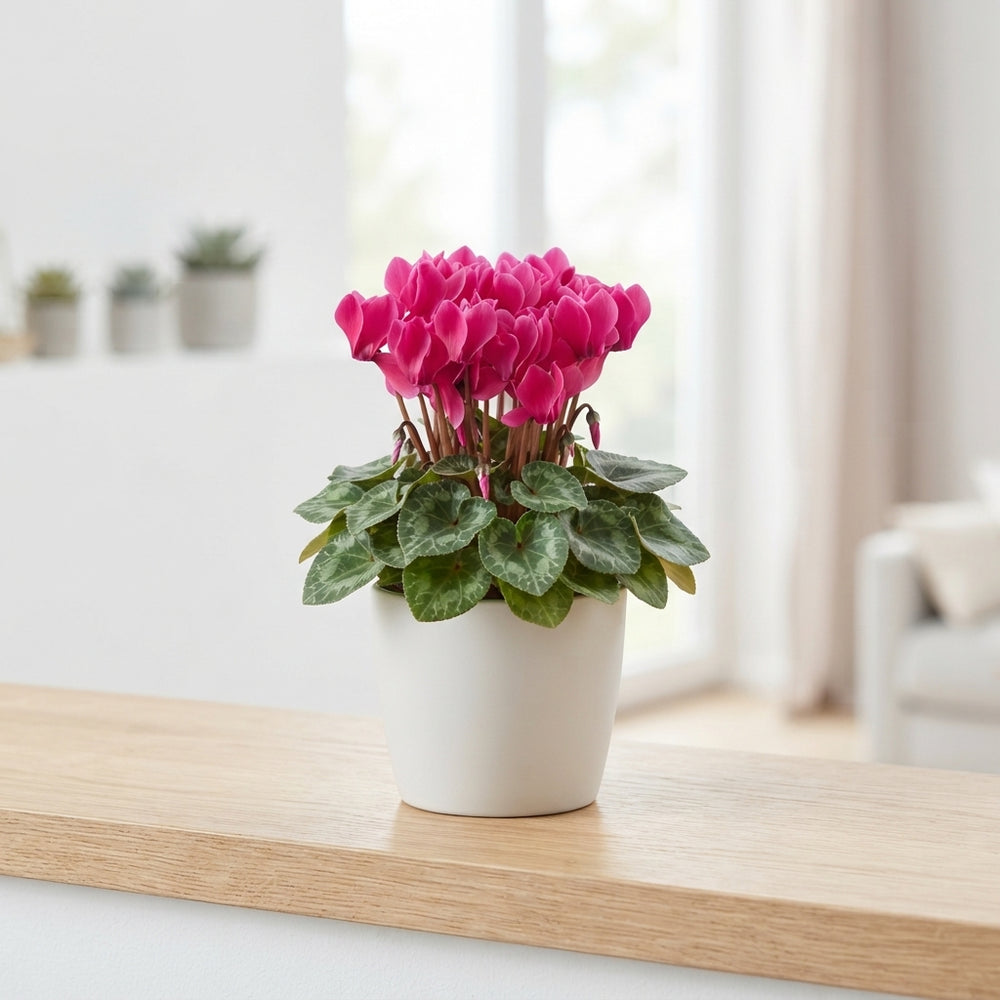 Mini Cyclamen (Cyclamen persicum) – 7cm Pot