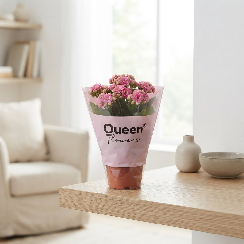 Double Kalanchoe Mixed Colours – 14cm Pot