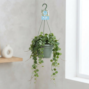 Hoya Mathilde Wax Plant – 14cm Pot