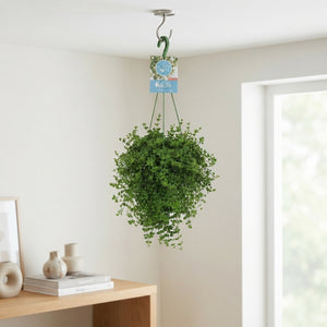 Peperomia Isabelle Houseplant – 14cm Pot