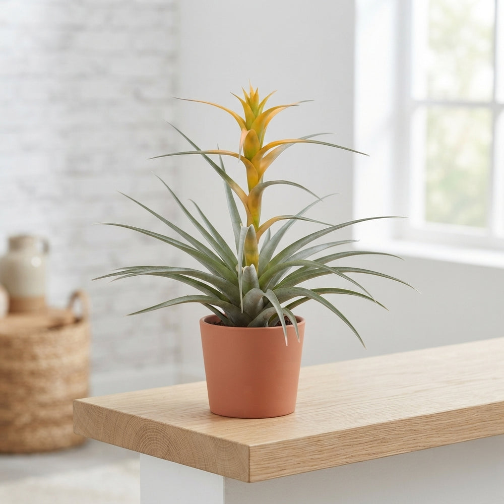 Tillandsia Maya Gold Air Plant – 12cm Pot, 45cm High