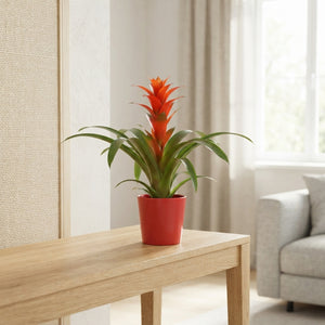 Mixed Bromeliad in Ceramic Pot – 13cm Pot