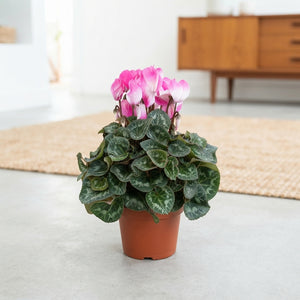 Pink Cyclamen persicum – 13cm Pot, 30cm High
