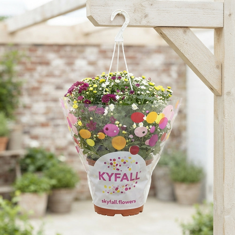 Chrysanthemum ‘Skyfall Carnaval’ Hanging Plant – 25cm Pot